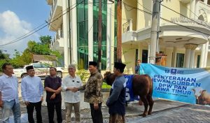 PAN Serahkan Sapi Kurban Seberat 850 Kg ke Muhammadiyah Jatim