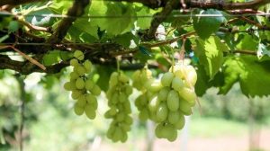 Isu Anggur Shine Muscat Asal China Mengandung Residu Melebihi Batas, Wamentan: Lagi Cek