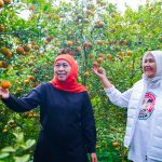 Cagub Jatim nomor urut 1, Khofifah Indar Parawansa saat menghadiri panen buah di Desa Supit Urang, Kecamatan Karang Ploso, Kabupaten Malang, Jumat (25/10/2024). (Foto:IST)