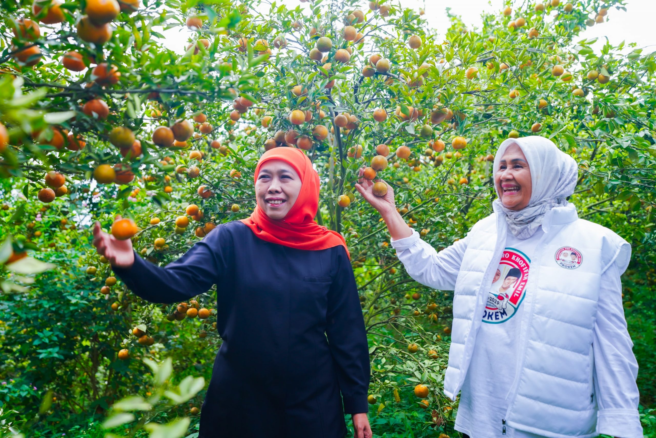 Cagub Jatim nomor urut 1, Khofifah Indar Parawansa saat menghadiri panen buah di Desa Supit Urang, Kecamatan Karang Ploso, Kabupaten Malang, Jumat (25/10/2024). (Foto:IST)