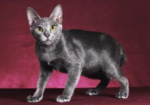 Mengenal Busok, Kucing Asli Madura Penuh Misteri