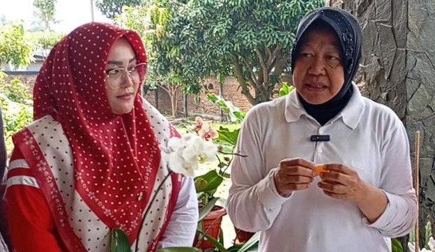 Risma didampingi Dewi Siti Hajar, Petani Jeruk Malang, mencicipi manis dan dan segarnya Jeruk Malang