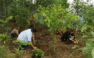 Hashim Tegaskan Komitmen Indonesia Reboisasi 12,7 Juta Hektare Hutan