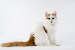 Mengenal Kucing Jago Berenang dan Main Air, Nomor 4 Disembah Rakyat Mesir
