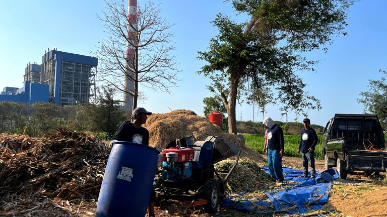 Ppencacahan batang dan daun jagung di Tuban.