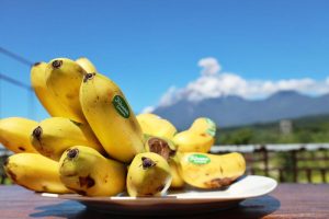 Pisang Mas Kirana Antar Lumajang Mengguncang Dunia