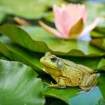 Katak, salah satu hewan yang sangat sering muncul ketika musim hujan.