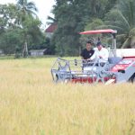 Harga Gabah