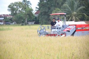 Panen Raya Harga Gabah Belum Capai Rp6.500 per Kg, Wamentan: Bulog Harus Maksimalkan Penyerapan
