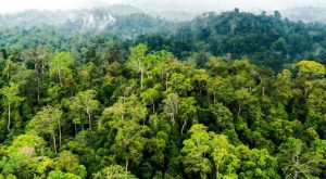 Sebut Ada Perusahaan Serobot Tanah Hutan, Menteri ATR/BPN Bakal Tindak Tegas