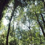 Hutan di pedalaman Pulau Kalimantan. (Foto: Profauna)