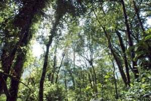 Hutan di pedalaman Pulau Kalimantan. (Foto: Profauna)