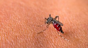 Musim Hujan, Kemenkes Imbau Masyarakat Waspada DBD