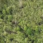Temuan ladang ganja di kompleks TNBTS.