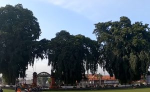 Pemkot Blitar Akan Usir Blekok Alun Alun, Pemuda Muhammadiyah: Ini Bukan Solusi Bijak