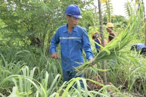 Serai Wangi di Lahan Tambang: Cara SIG Ubah Bekas Galian Jadi Sumber Penghasilan