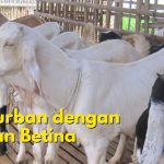 MTT PP Muhammadiyah menegaskan kebolehan berkurban menggunakan hewan ternak betina.