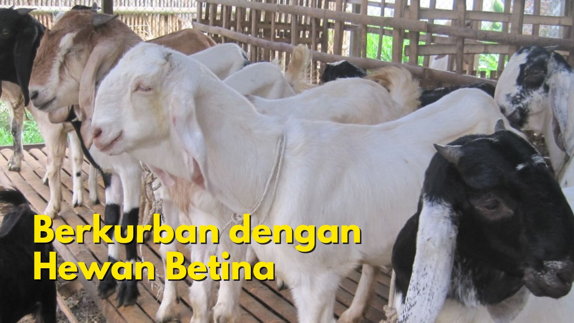 Tarjih Muhammadiyah: Berkurban dengan Hewan Betina Diperbolehkan
