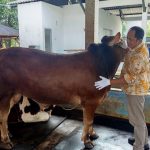 Dosen UMM membagikan tips cara memilih ternak yang sehat dan sesuai syariat. (Foto: Dok. UMM)