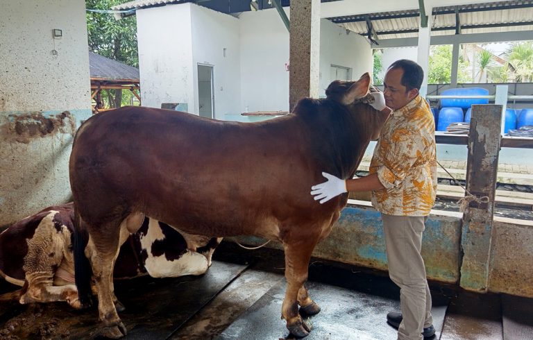Dosen UMM Bagikan Tips Pilih Kurban Sehat sesuai Syariat