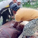 Panitia kurban menyembelih sapi kurban dari Ke mendikdasmen di Sampang. (Foto: Sholeh/ IST)