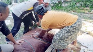 Terima Sapi Kurban dari Kemendikdasmen, Momen Haru dan Pelecut Dakwah Muhammadiyah di Sampang