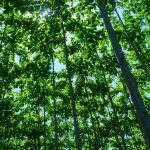 Hutan. (Foto: Forest Insigts)