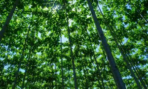 Pakar Umsida Soroti Konsesi Hutan 4,82 Juta Hektare: Jangan Abaikan Dampak Lingkungan dan Sosial