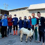 Salah satu kambing kurban di RSML. (Foto: IST)