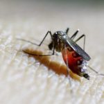Chikungunya mengancam dunia