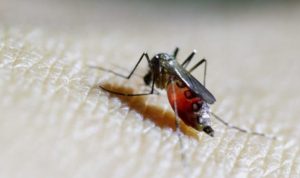 WHO: Chikungunya Menyebar ke Seluruh Dunia, Brasil Tertinggi dengan 185.553 Kasus