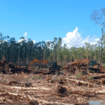 Penebangan hutan di area PSN lumbung pangan dan bioetanol di Merauke. (Foto: Tangkapan layar Betahita/ Pusaka)