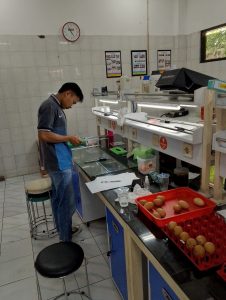 Daun Mangga Jadi Bio-Coating, Mahasiswa UMM Ciptakan Telur Lebih Awet