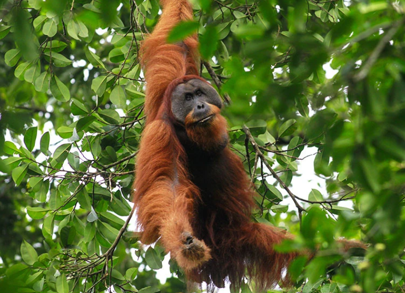 Hidup Sehat Orangutan, Ternyata Begini Caranya