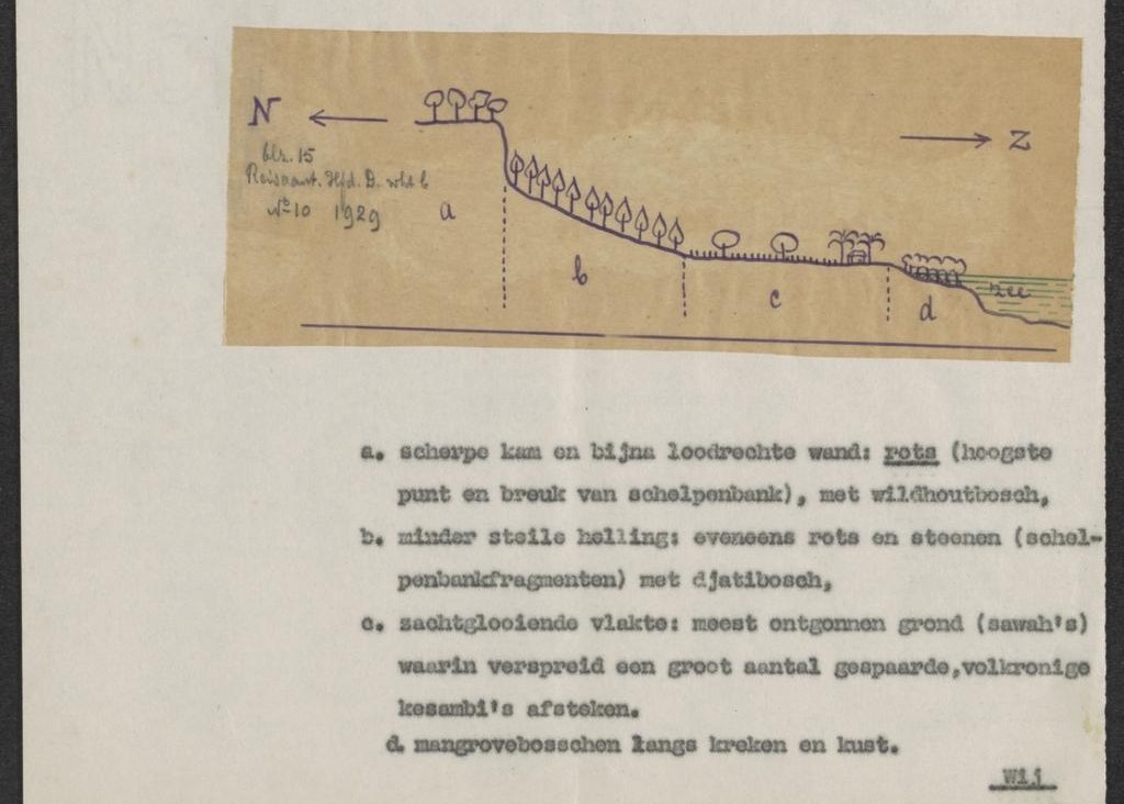 Gambaran umum sebaran kayu di hutan Kangean. Sumber: Reis naar en door de Kangean-archipel, 1929. (Foto: Dok./ IST)