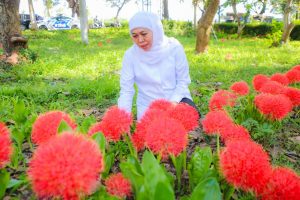 Tak Cuma Pikat Gubernur, Bunga Desember Ampuh Obati Luka Bakar dan Anti-Tumor