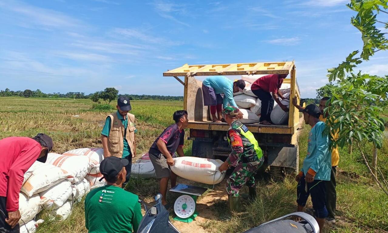 BULOG Langsa Serap Ribuan Ton Gabah Petani: Wujudkan Ketahanan Pangan