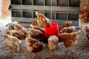 Virus Pernapasan Ayam Jadi Ancaman Industri Global