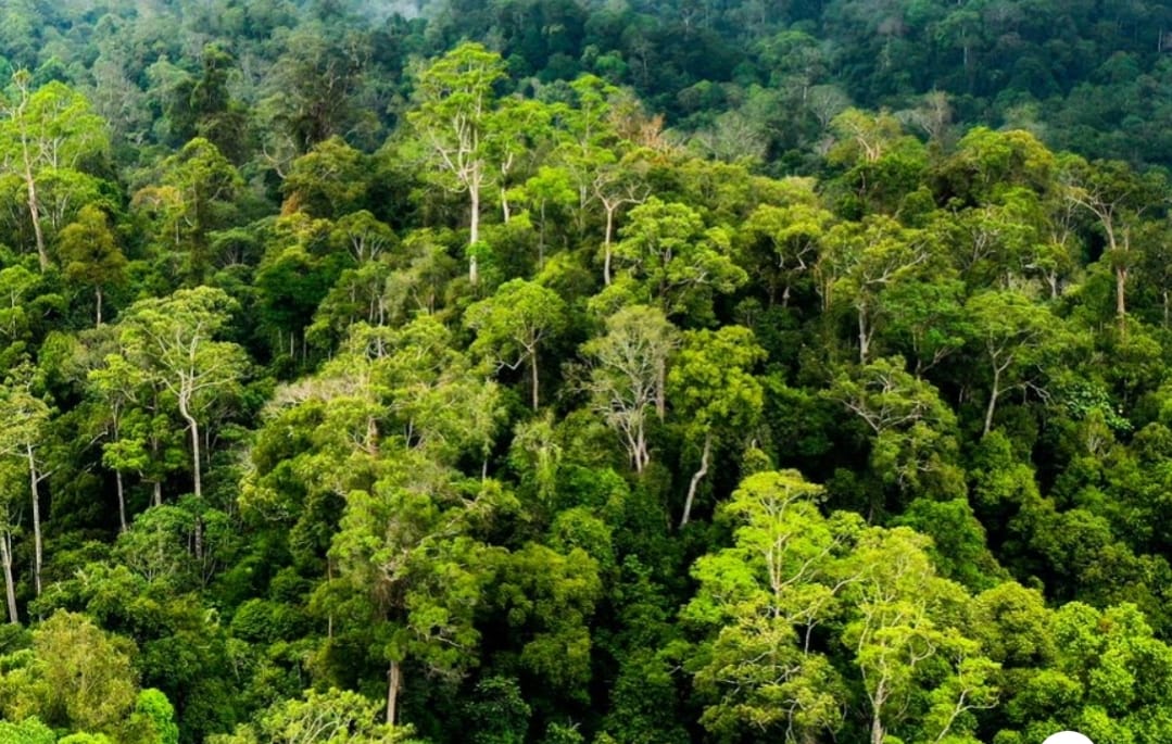 Banjir Sumatra Jadi Alarm Keras, Komisi IV DPR RI Desak Moratorium Izin PPKH Hutan