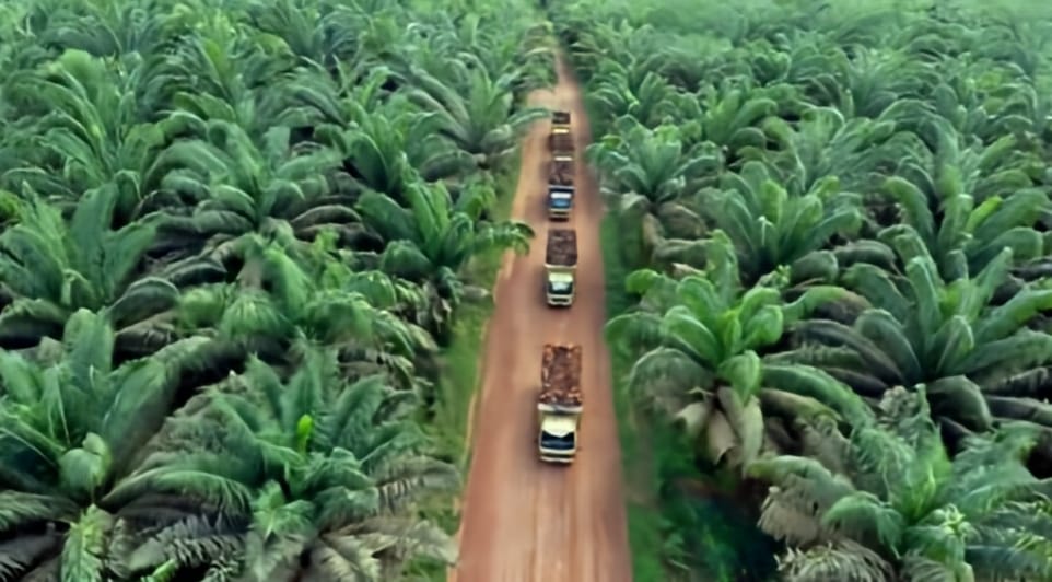 DPR RI Ingatkan Pemerintah: Pembukaan Lahan Sawit di Papua Jangan Korbankan Lingkungan dan Warga Adat