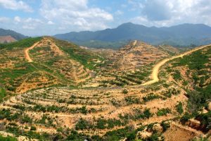 Ledakan Izin Ekstraktif Sebabkan Lonjakan Deforestasi, PKS Desak Revisi UU Cipta Kerja     