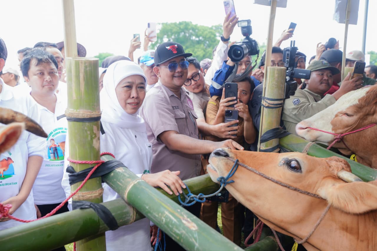 Khofifah Distribusikan 453 Ribu Vaksin PMK, Amankan Jatim Sebagai Lumbung Ternak Nasional