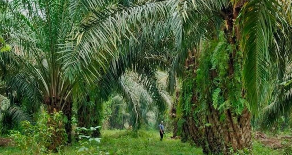 Komisi IV DPR Ingatkan Bahaya Pemutihan Massal Sawit Ilegal di Kawasan Hutan