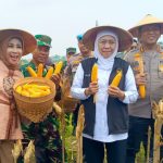 Wabup Sidoarjo Mimik Idayana (kiri) bersama Gubernur Jatim Khofifah Indar Parawansa saat mengikuti panen raya jagung di Desa Kedensari, Kecamatan Tanggulangin, Kamis (8/1/2026). (Foto: Dok./ IST)