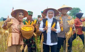 Dampingi Gubernur Khofifah Panen Raya di Desa Kedensari, Wabup Sidoarjo Tegaskan Komitmen Wujudkan Ketahanan Pangan