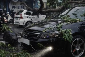 Petugas Pastikan Tak Ada Korban Jiwa dalam Insiden Pohon Tumbang yang Timpa Mobil di Sidoarjo