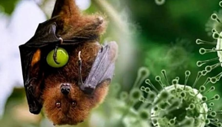 Miliki Reservoir Alami Kelelawar Buah: Indonesia Berisiko Tinggi Terpapar Virus Nipah, Kemenkes Siapkan Deteksi dan Pencegahan Dini