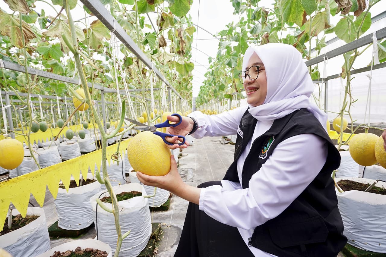 Mencicipi Melon Hidroponik Banyuwangi, Ipuk: Rasanya Crunchy