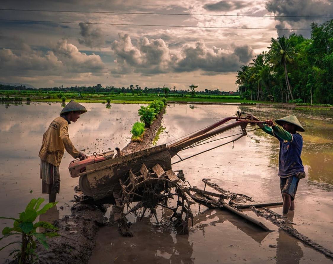 Pemkab Jember Optimalisasi Lahan Pertanian 8 Ribu Hektare, Bidik 3 Kali Panen dalam Setahun
