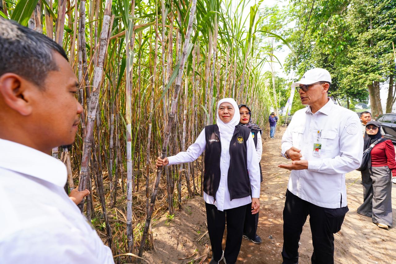 Khofifah Bongkar Masalah Gula RI: Rafinasi Impor Bikin Gula Petani Tak Terserap